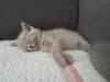 BKH Kitten mit Stammbaum