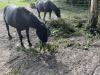 Offenstall mit Trail in Verl/  Sende hat Platz für 1-2 Pferde/  Ponys