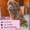 Suna (w),  Neufundländer,  5 Jahre,  70 cm,  Slowakei