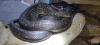 2, 2 Morelia Spilota Spilota (Diamantpython) NZ 09.21 futterfest