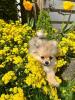 Zwergspitz Pomeranian