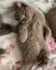 zwei liebe BKH Kitten lilac + blue,  weiblich