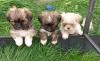 Shih Tzu Welpen