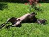 Blauer Weimaraner reinrassig