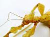 Biete Eier diverser Phasmiden (Neohirasea maerens,  Achrioptera fallax,  Exatosoma