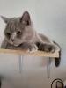 Bkh/  Scottish Fold Kater