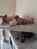 Sphynx babykatzen 