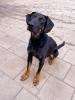 Der nette,  aktive und sportliche junge Dobermann Mischling Hugo sucht ein Zuhaus