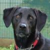 MISTY -  weiblich  5 Jahre  56 cm  25 kg  Mix  Gechipt  Kastriert