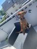 Deckrüde /  wunderschöner Zwergpinscher
