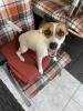 Jack Rassel Parson Terrier