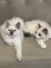 Zwei kitten heilige Birma/  Ragdoll