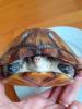 Wasserschildkröte /  Klappschildkröte/  kinosternon cruentatum