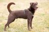 BRUNO - Mix - 8 Monate - Tierhilfe-Franken e.V.