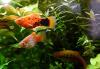 Platys,  eigene Zucht (Versand/  Abholung)
