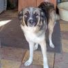 Darla - sucht ein Zuhause ohne kleine Kinder