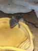 1.3 Leopardgeckos