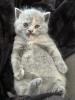 Britisch Kurzhaar Kitten