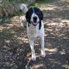 Zaza - wundervoller Familienhund sucht ein Zuhause