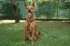 RED TEDDY - Mix - 7 Jahre - Tierhilfe-Franken e.V.