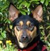 BLUELINE - Mix - 2 Jahre - Tierhilfe-Franken e.V.