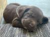 Labrador Welpe schokobraun