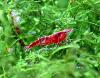 Red Fire Garnele,  Zwerggarnele,  reinerbig (Versand,  Abholung)