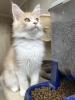 Rote rheinrassige Maine coon Babys warten ein neues Zuhause.