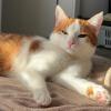 LINO - europäische Kurzhaarkatze - 2 Jahre - Tierhilfe-Franken e.V.