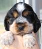 cocker spaniel welpen auf der Suche nach Liebe.