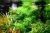 Wasserprimel,  Aquarienpflanze,  Versand/  Abholung
