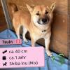 Tsuin - freundlich und verspielt