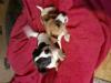Bildschöne Jack-Russell-Welpen in Liebe Hände