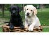 Reinrassiges Stammbaum Labrador.