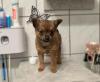 Pomeranian Terrier Mädchen Welpe sucht