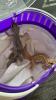 2 Leopardengeckos abzugeben