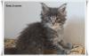Traumhafte und typvolle Maine Coon Pinseläffchen mit Stammbaum