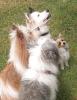 Welpe Kleinhund Biewer Yorkshire,  Malteser,  Chihuahua,  Shihtzu