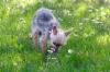 YORKI GIZMO - Mini Yorkshire Terrier - 15 Jahre - Tierhilfe-Franken e.V.