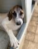 Lusy sucht ein passendes Zuhause