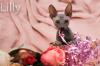 Don Sphynx Kitten - Katzenbabys