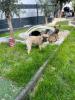 Französische Bulldoggen Welpen in liebevolles Zuhause abzugeben 