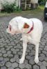 Boxer ( Rüde )