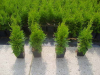 50 Stück Thuja Smaragd Heckenpflanzen 25-35 cm Baumschulware,  kostenloser Versan