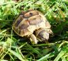 Maurische Landschildkröten,  Testudo graeca ibera eigene Nachzuchten von 2023,  22