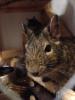 2 Degu Damen suchen ein neues zu hause
