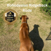 Deckrüde Rohodesian Ridgeback,  KEIN VERKAUF!