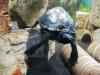 Wasserschildkröte Dreikielschildkröte 5 Jahre alt