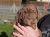 Seltene Bandog Welpen