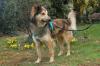 JOVI - Collie-Mix - 3 Jahre - Tierhilfe-Franken e.V.
